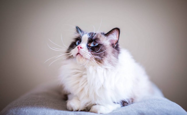 O gato Tom Collins, da jornalista Juliana Vines, viajou da Colômbia ao Brasil